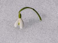 Schneeglöckchen wächst aus dem Schnee